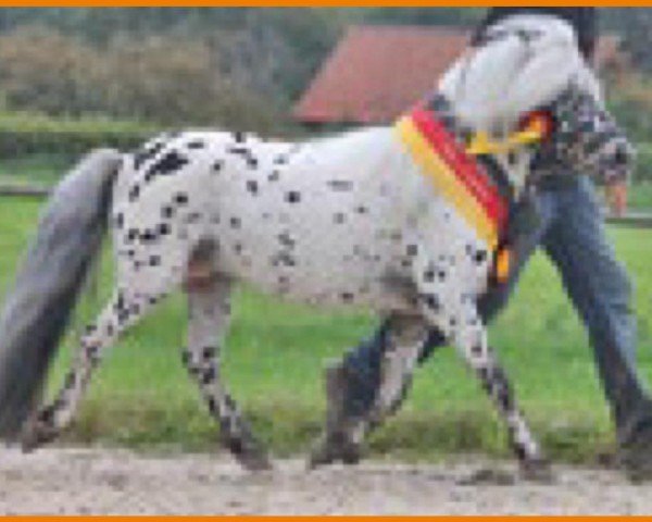 stallion Avajo (Dt.Part-bred Shetland pony, 2005, from Admiral)