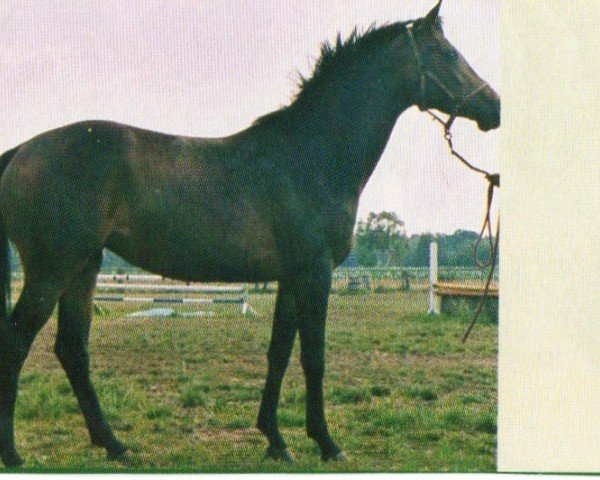 broodmare Finne (Trakehner, 1998, from Catarakt)