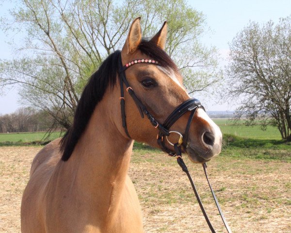 dressage horse Vaiana 13 (German Riding Pony, 2017, from Valido's Grey Star G)