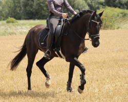 Horse Kylie Donna (German Riding Pony, 2021, from Kadenzzo)