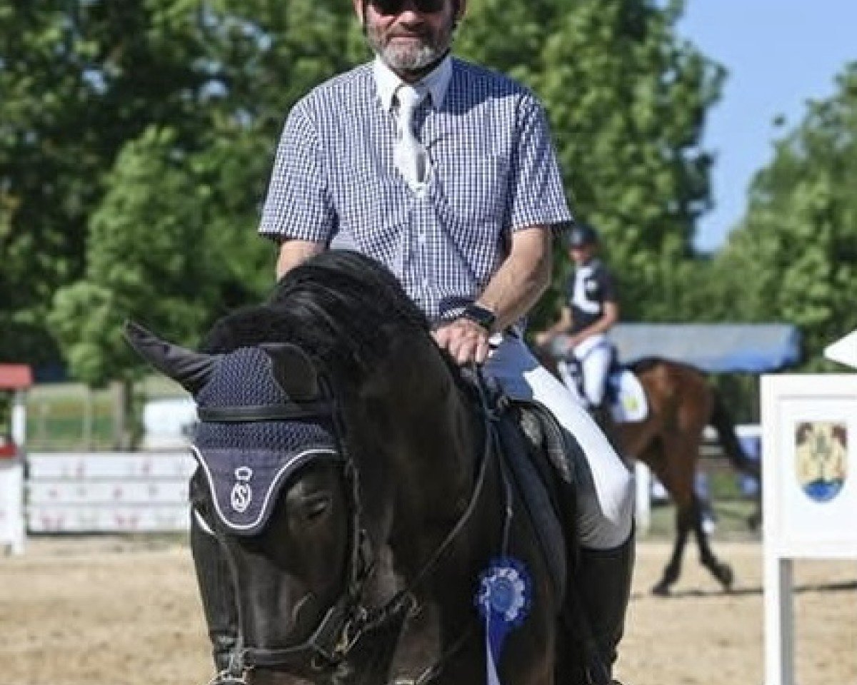 jumper Diacor (Oldenburg show jumper, 2012, from Diarado)
