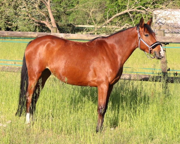 Pferd Car Lina T (Deutsches Pferd, 2015, von Carpe-Diem 2)