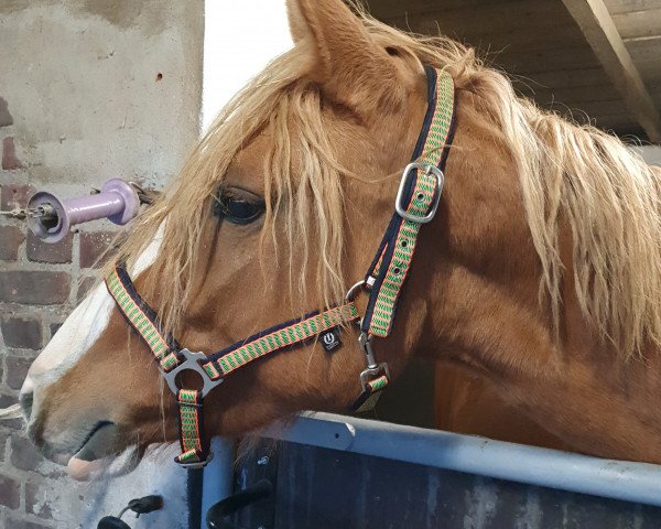 horse Djupiter J (German Riding Pony, 2018, from Diamond Touch NRW)