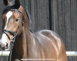 jumper Electric Sky (Hanoverian, 2016, from Embassy I)
