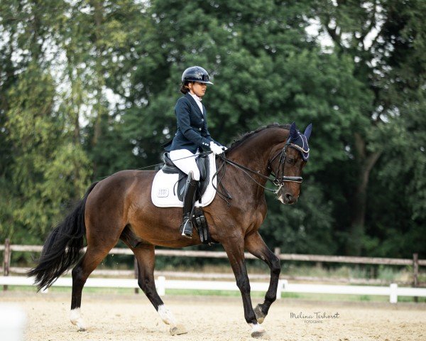 dressage horse Gauguin 17 (Polish Warmblood, 2013, from Ron William)