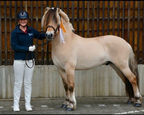 stallion Klosterhofs Brijan Baron (Fjord Horse, 2021, from Bram)