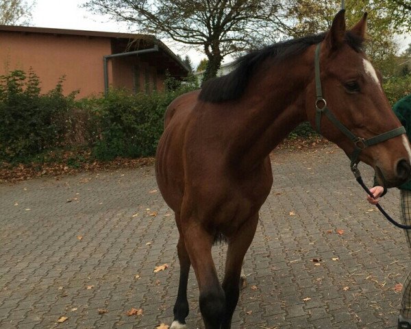 horse Wallach von Cellini (Oldenburg show jumper, 2006, from Cellini 8)