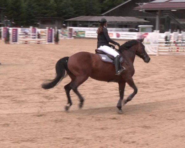 Reitturnier Ranshofen - Braunau am Inn 2025