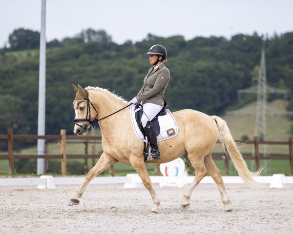 Dressurpferd Honey Dew Drop (Belgisches Reitpony, 2013, von Djbouti YS)