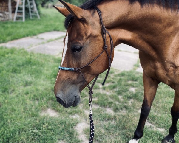 dressage horse Magnolia 9 (Polish Warmblood, 2009, from Kurant)
