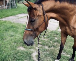 dressage horse Magnolia 9 (Polish Warmblood, 2009, from Kurant)