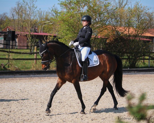 dressage horse Falua (German Sport Horse, 2017, from King of Queens)