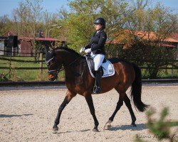 dressage horse Falua (German Sport Horse, 2017, from King of Queens)