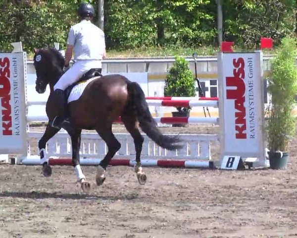 Großes Heidenheimer Reitturnier 2014