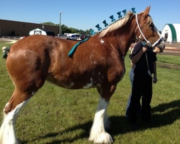 Pferd Westerdale Cayle (Clydesdale, 2009, von Kenbar Sir Wallace)