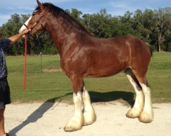 horse Westedge Wyatt (Clydesdale, 2012, from Birky's Pride Preludes Royal Scott)