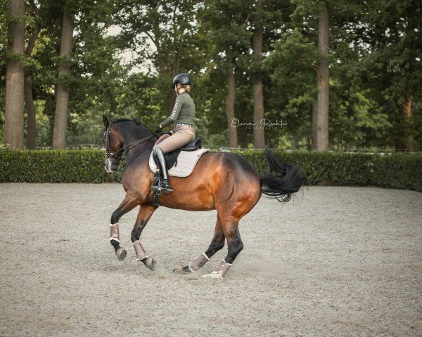 broodmare La Scolara (Hanoverian, 2009, from Scolari)