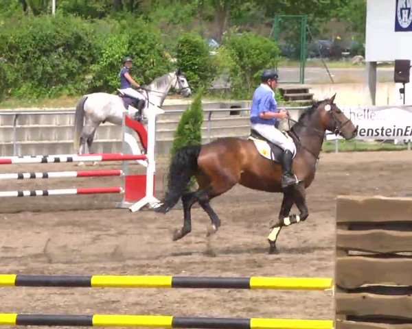 Großes Heidenheimer Reitturnier 2014