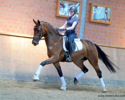 Zuchtstute Aschenputtel V (Deutsches Reitpferd, 2017, von Apollon)