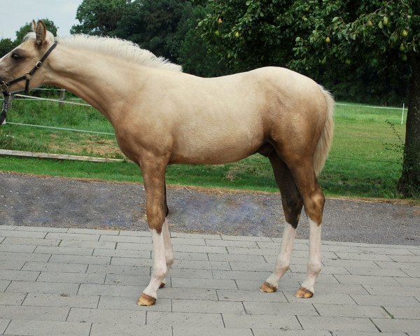dressage horse Diago Royal (German Riding Pony, 2016, from D-Day AT)