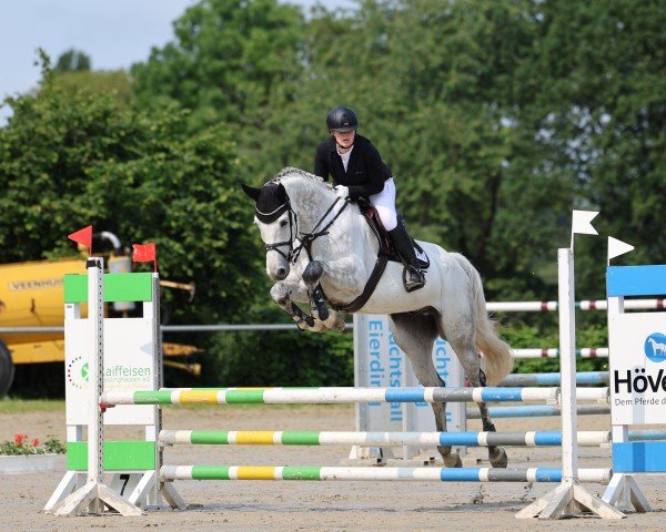 jumper Curtis 97 (Westphalian, 2018, from Cornet Obolensky)