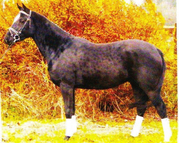 Cavallo da Dressage Ortega 9 (Pony da Sella Tedesco, 2000, di Ombre)