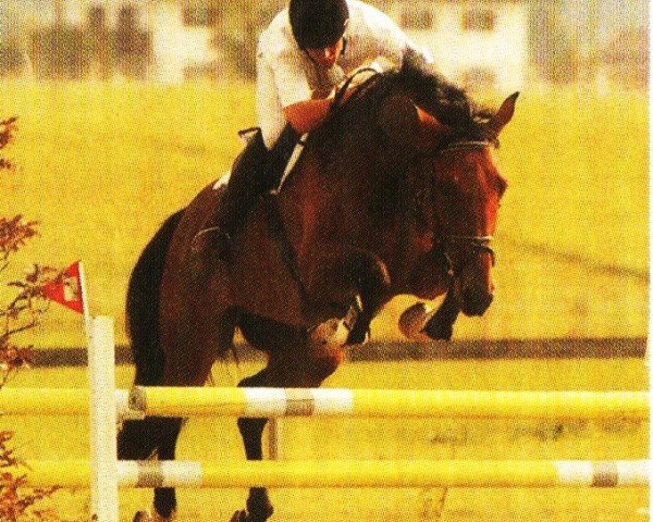 jumper Cassidy 16 (Oldenburg, 1995, from Cordes-Boy-Vz)