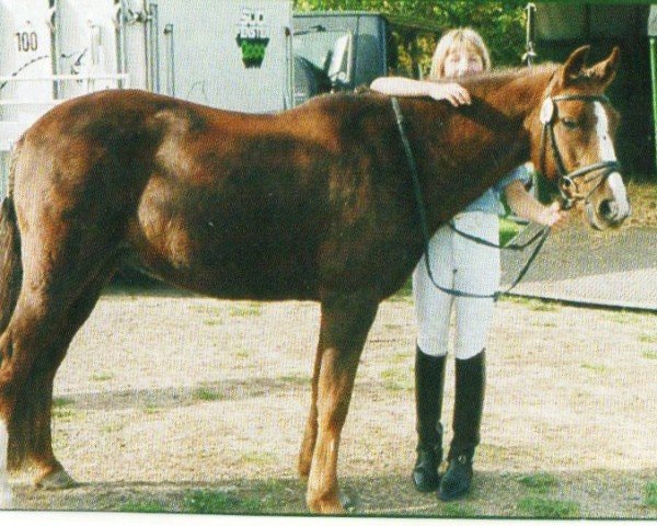 horse Karmalita Dear David (New Forest Pony, 1990, from Linde's Rob)