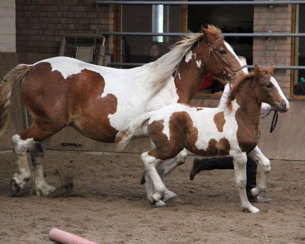 Pferd Thea (Barockpinto, 2016, von Theo)