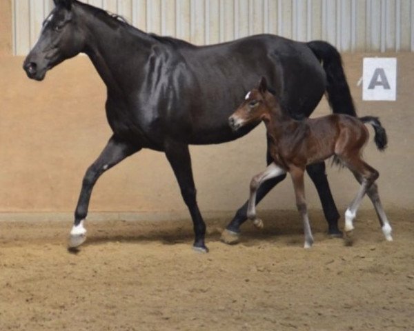 horse Totally Brightness (Hanoverian, 2018, from Total Spezial)