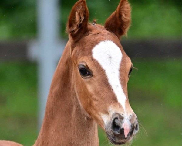 horse Best Romance (German Sport Horse, 2024, from Bon Vivaldi NRW)