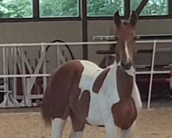 horse Funny B (Pinto with riding horses pedigree, 2020, from Gentleman)