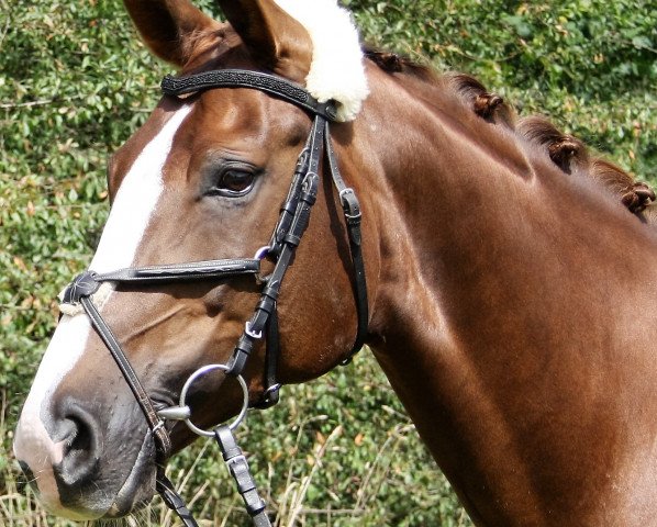 jumper Sweet Kiss Shakira (Hanoverian, 2008, from Stolzenberg)