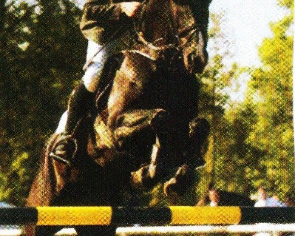 Pferd Focus 31 (Westfale, 2001, von Friedenstraum)