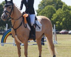 jumper Donnerschein (German Riding Pony, 2012, from Diego P)