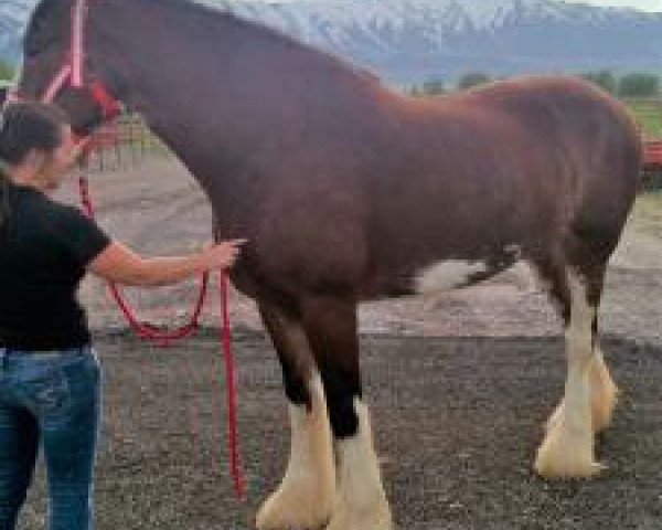 horse Westedge Ultrabell (Clydesdale, 2010, from Birky's Pride Preludes Royal Scott)
