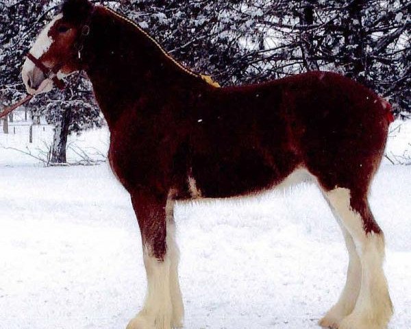 horse Westedge Victor (Clydesdale, 2011, from Aghadowey Prince William)