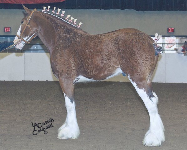 horse Westedge Trademark (Clydesdale, 2009, from Aghadowey Prince William)