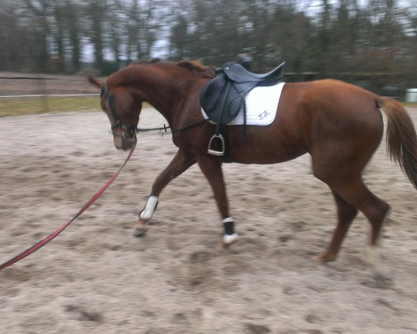 horse Diva Royal TH (Rhinelander, 2013, from Delamanga)