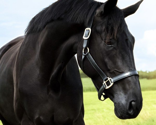 horse Ferrero Noir (Trakehner, 2020, from Schwarzgold)