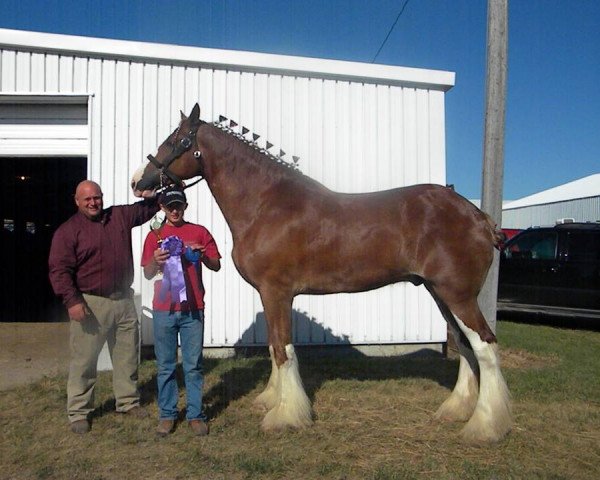 horse Westedge Quinn (Clydesdale, 2006, from Aghadowey Prince William)