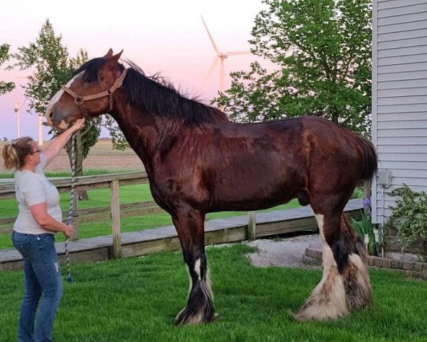 horse Welsh's Big and Rich (Clydesdale, 2008, from Twin Creek Victor's Top Gun)