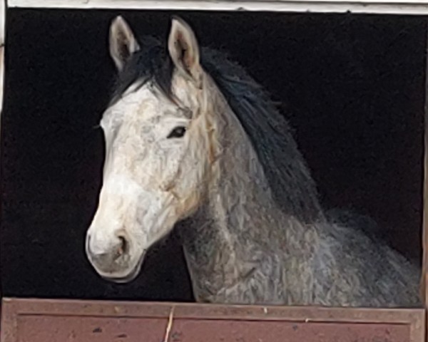 jumper Deichgraf I (Hanoverian, 2021, from Diacontinus)