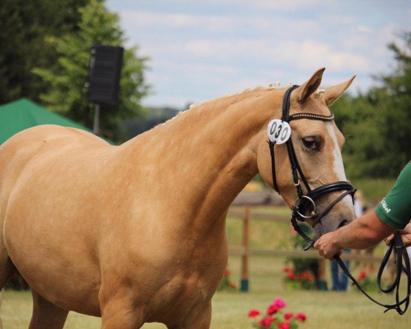 dressage horse Seventh Heaven YS (German Riding Pony, 2016, from Double O Seven 10)