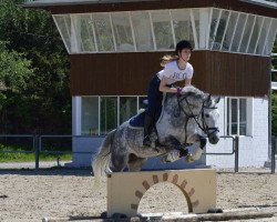 Dressurpferd Nikita 467 (Pony ohne Rassebezeichnung, 2007, von Unbekannt Pony)