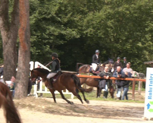 Reitturnier Arnsberg-Holzen 2025
