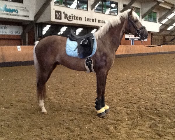 Dressurpferd Tackmanns Dark Frederic (Deutsches Sportpferd, 2013, von Don Frederic 3)