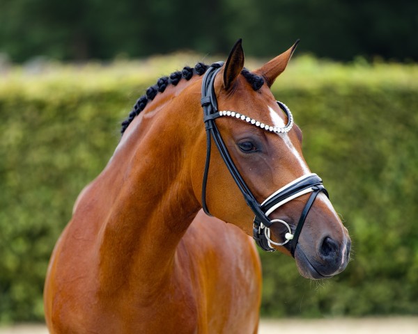 broodmare Chanel Vuitton K (German Riding Pony, 2022, from Cosmopolitan NRW) broodmare Chanel Vuitton K (German Riding Pony, 2022, from Cosmopolitan NRW)