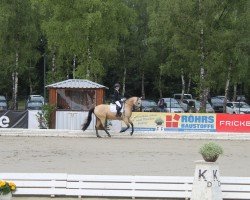 dressage horse Nacromancer's Top Gun (German Riding Pony, 2018, from Nacromancer inthe dark)