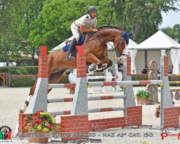 Springpferd Dinky Toy 111 Z (Zangersheide Reitpferd, 2016)